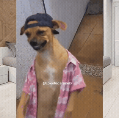 Dog In Hat And Pink Shirt GIF