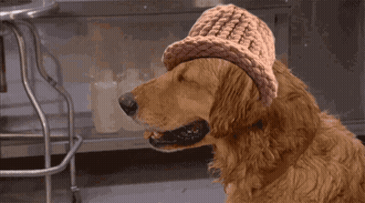 Dog In Hat Chewing Toilet Paper GIF