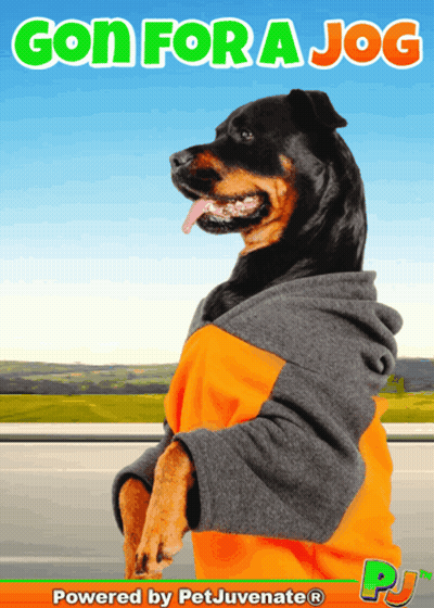 Dog In Hoodie Gon For A Jog GIF