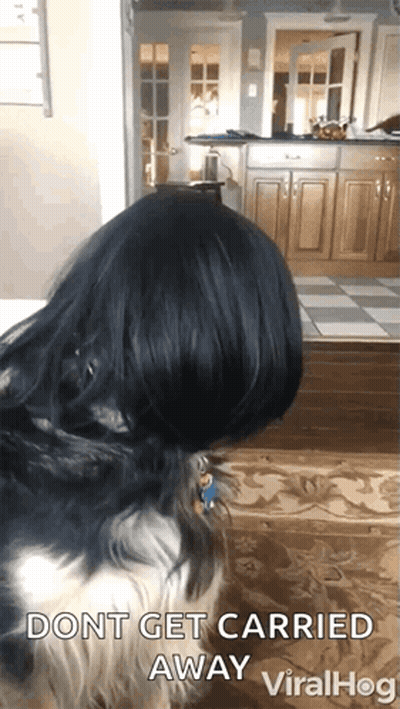 Dog In Kitchen Saying Dont Get Carried Away GIF