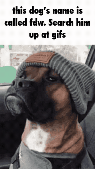 Dog In Knitted Hat And Scarf Sitting In Car GIF