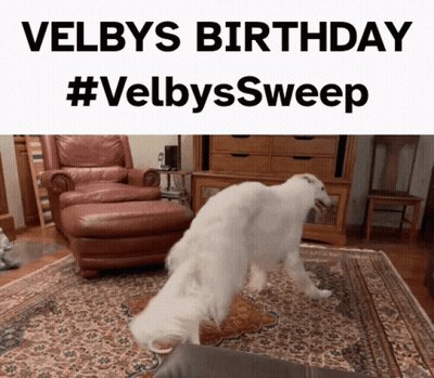 Dog In Living Room For Velby's Birthday GIF