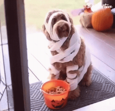 Dog In Mummy Costume With Bowl Of Treats GIF