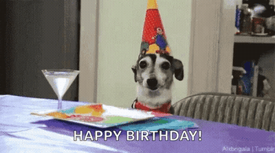 Dog In Party Hat With Martini And Plate GIF