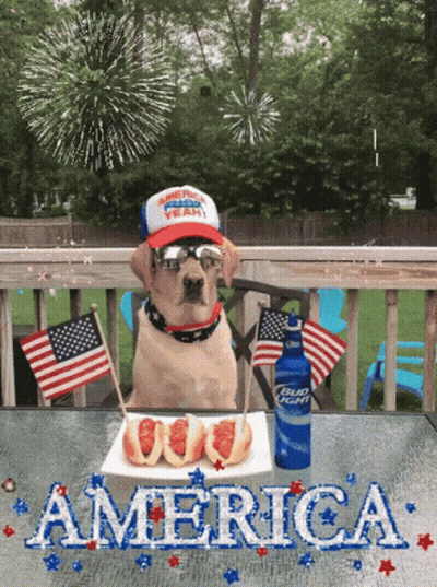 Dog In Patriotic Hat With Bud Light Bottle GIF