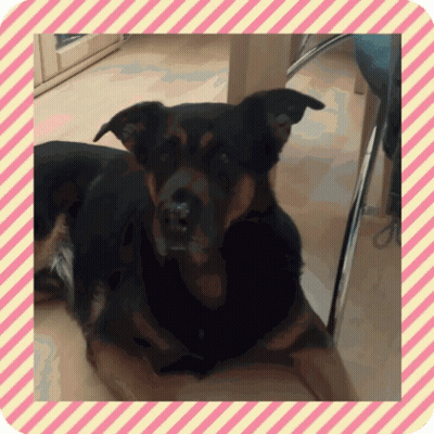 Dog In Pink And White Frame GIF