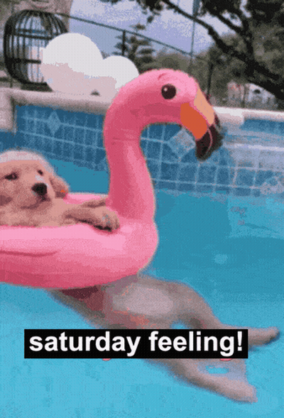 Dog In Pink Flamingo Float In Pool GIF