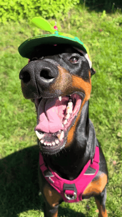 Dog In Pink Harness And Green Propeller Hat GIF