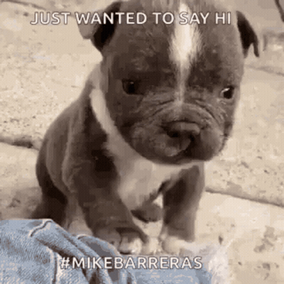 Dog In Pink Hat Lying By Plate Of Food GIF