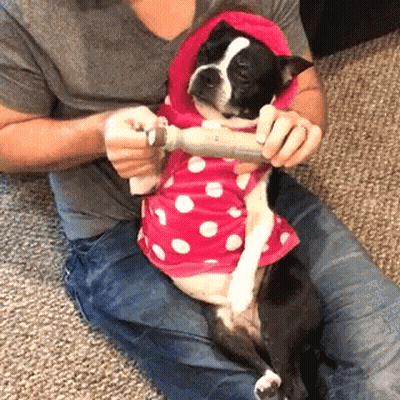Dog In Pink Polka Dot Shirt Being Brushed GIF