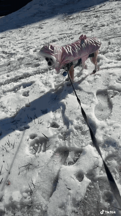 Dog In Pink Raincoat Walking In Snow GIF