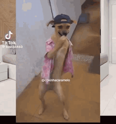 Dog In Pink Shirt And Hat Dancing GIF
