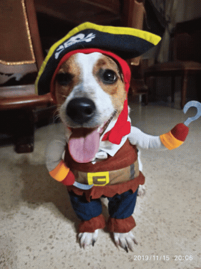Dog In Pirate Costume With Hook GIF