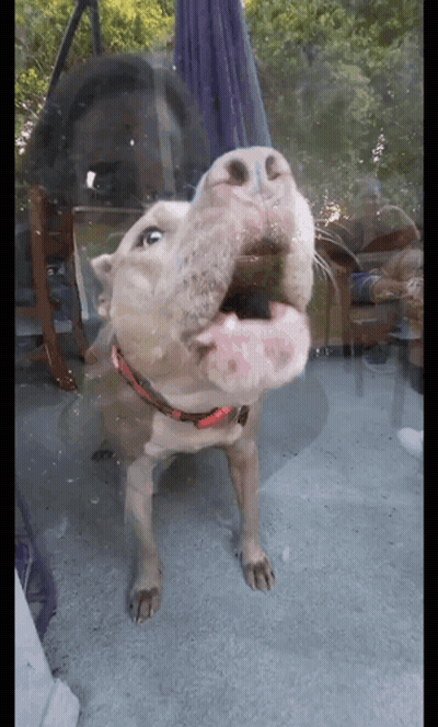 Dog In Red Collar Sticking Head Through Glass GIF