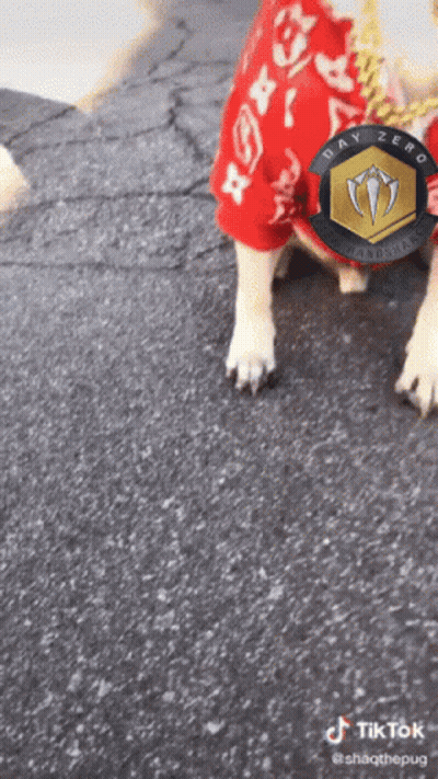 Dog In Red Shirt Saying Bay Zero GIF