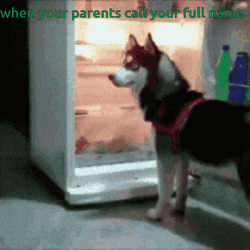 Dog In Refrigerator Hot Outside GIF