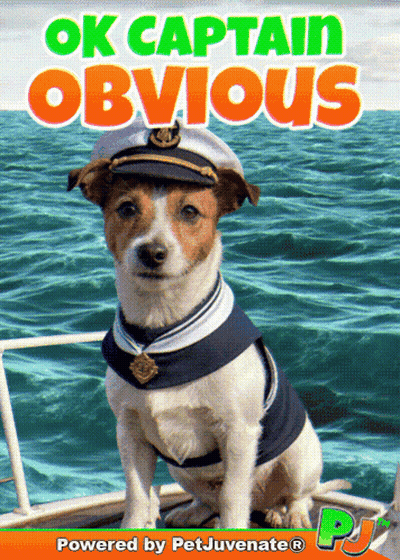 Dog In Sailor Outfit Ok Captain Obvious GIF