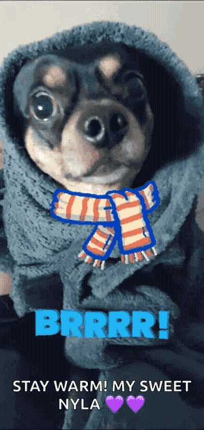 Dog In Scarf And Blanket Brrrr Stay Warm My Sweet Nyla GIF