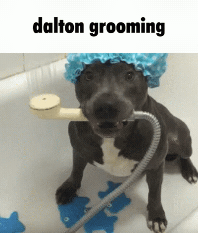 Dog In Shower Cap Taking Bath GIF