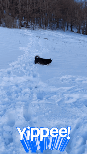 Dog In Snow Saying Yippee GIF
