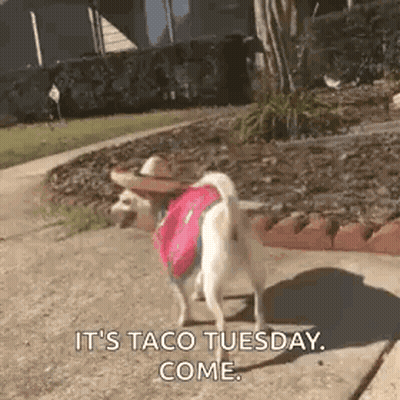 Dog In Sombrero And Backpack Walking On Sidewalk GIF