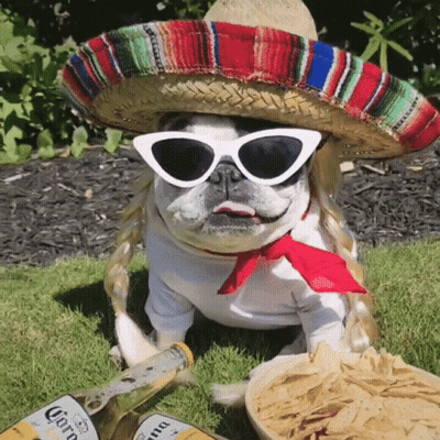 Dog In Sombrero And Sunglasses Next To Corona GIF