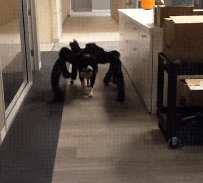 Dog In Spider Costume Walking Down Hallway GIF