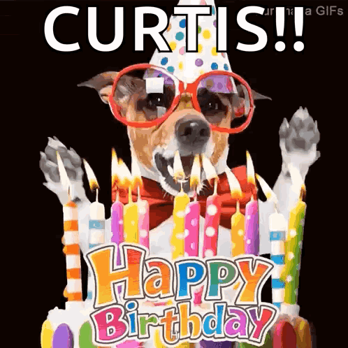 Dog In Sunglasses And Birthday Hat With Cake GIF