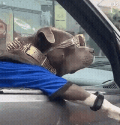 Dog In Sunglasses And Blue Shirt Driving Car GIF