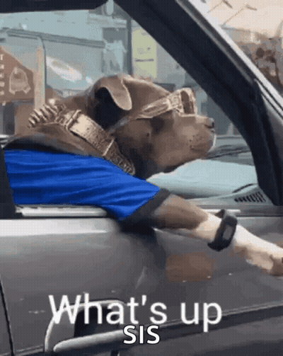 Dog In Sunglasses And Blue Shirt Saying What's Up Sis GIF