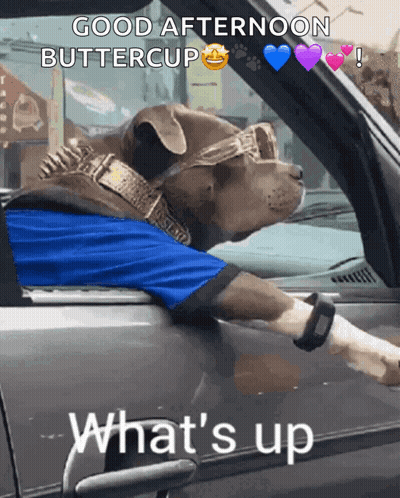 Dog In Sunglasses And Blue Shirt Sitting In Car Saying Good Afternoon Buttercup GIF