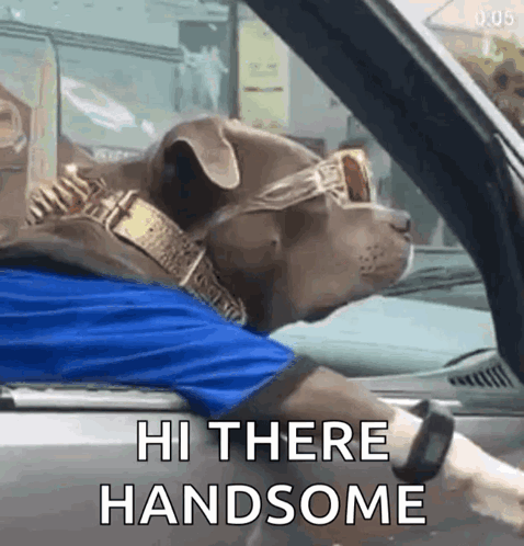Dog In Sunglasses And Gold Collar Driving Car GIF