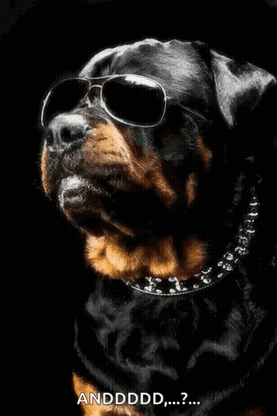 Dog In Sunglasses And Skull Collar Saying Andddd GIF