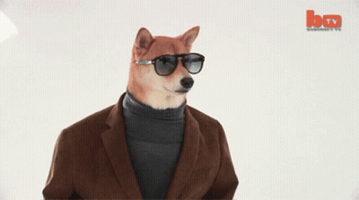 Dog In Sunglasses And Turtleneck BTV Ad GIF
