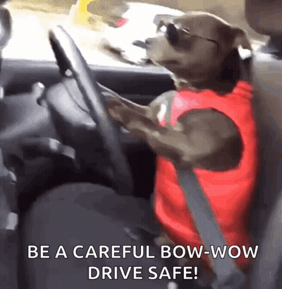 Dog In Sunglasses Driving Car Be Careful GIF