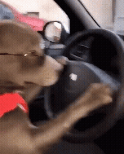 Dog In Sunglasses Driving With Head On Steering Wheel GIF