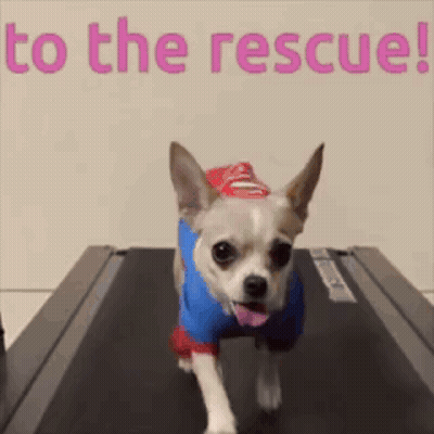Dog In Superman Costume On Treadmill GIF