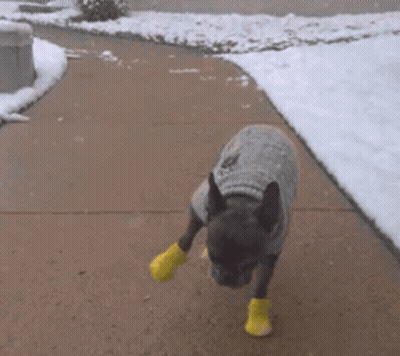 Dog In Sweater And Yellow Boots On Sidewalk GIF