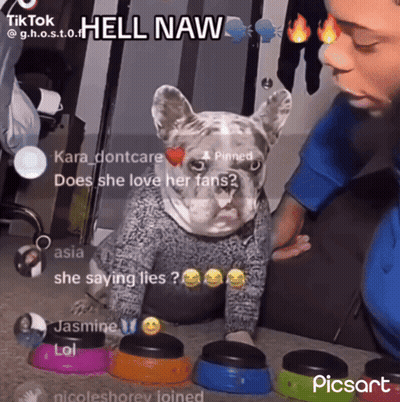 Dog In Sweater Being Petted Hell Naw GIF