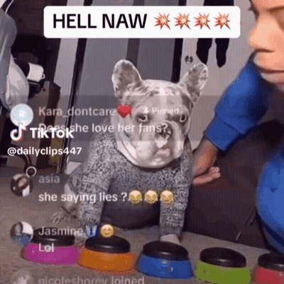 Dog In Sweater With Person And Hell Naw GIF