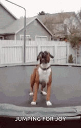 Dog In Trampoline Jumping For Joy GIF