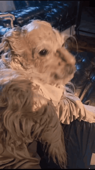 Dog In White Shirt Laying On Couch GIF