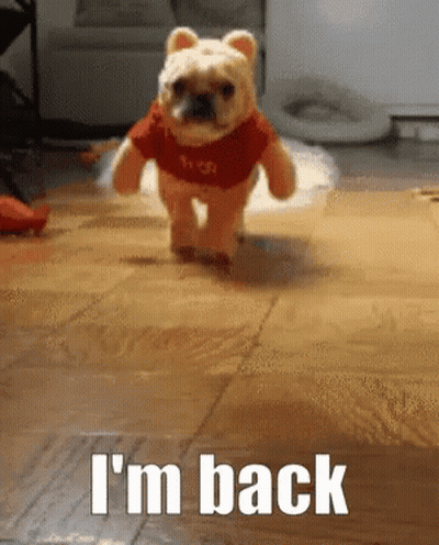 Dog In Winnie The Pooh Costume Running GIF