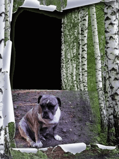 Dog In Woods With Hole In Wall GIF