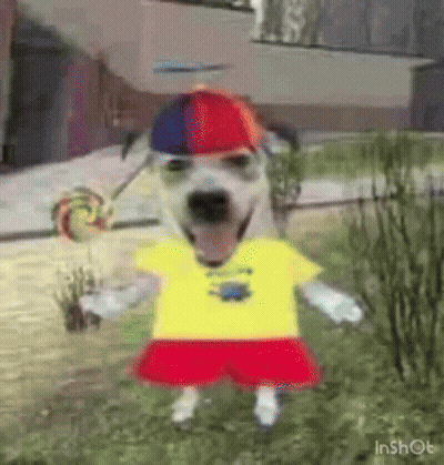 Dog In Yellow Shirt And Red Shorts Holding Lollipop And Hat GIF