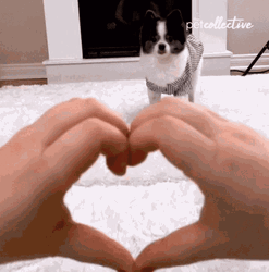 Dog Inserting His Head In Heart Shape Hands  GIF