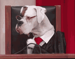 Dog Judge Clapping