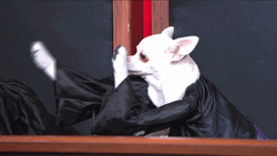 Dog Judge Dancing