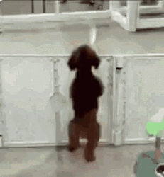 Dog Jumping Dancing GIF