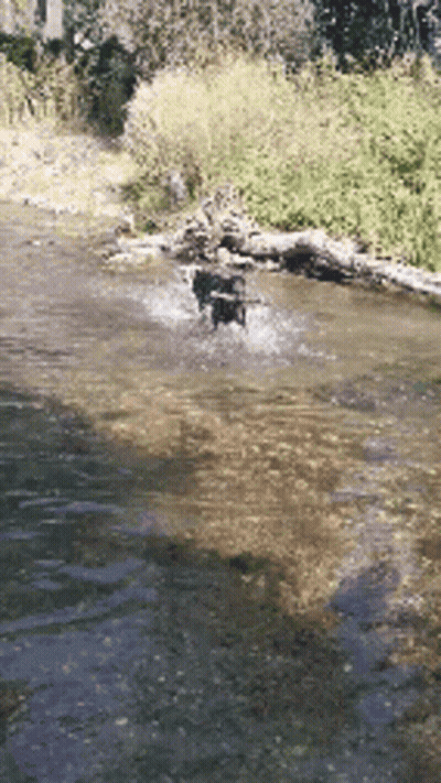 Dog Jumping Into River With Log GIF